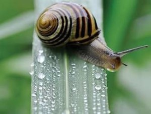snail13
